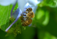 Tip Digimanie pro 50. týden roku 2005: Web Macrophotography.org