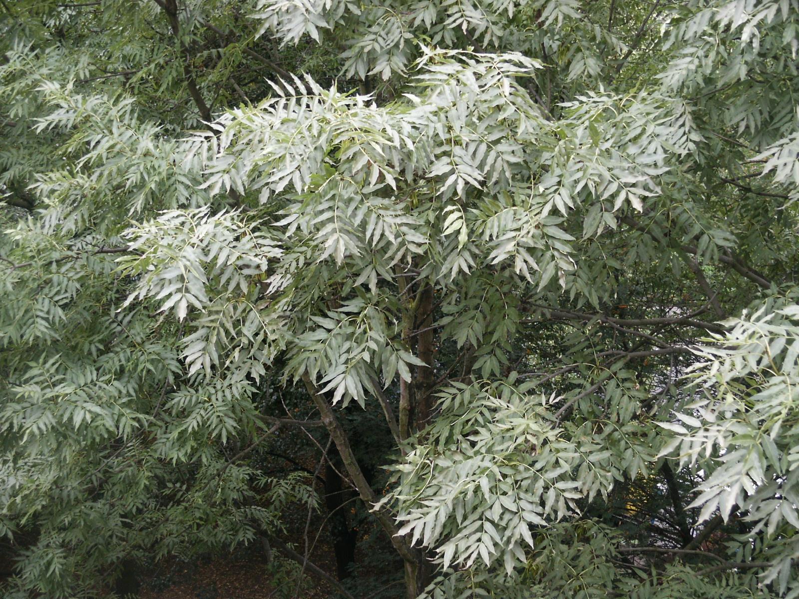 Minolta DiMAGE S414: robustní a velmi levný čtyřmegapixel