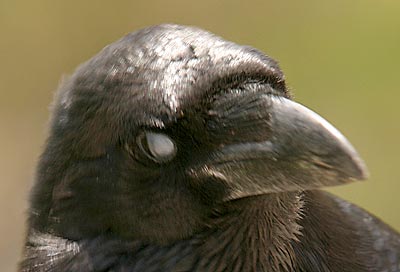 Tipy a Triky nejen pro začátečníky, díl 6. - Opravy vad objektivů v PC