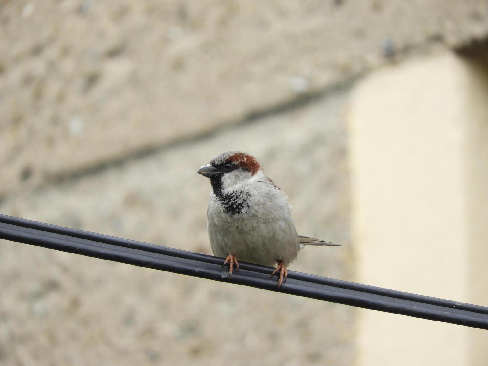 Nikon Coolpix B700: přírodovědec