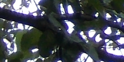 Nikon Coolpix L810: pro nenáročné