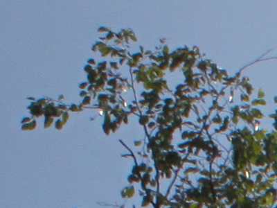 Canon EOS 500D: povedený pokračovatel rodu