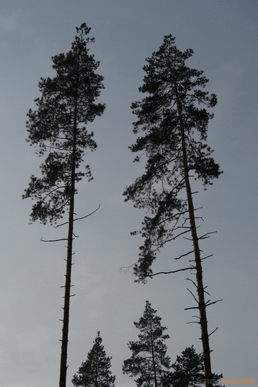 Sony SAL-70400G (70-400mm F4-5,6 SSM G)