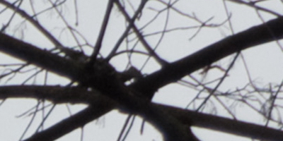 Fujifilm X-S1: jedinečný