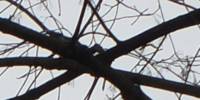 Fujifilm X-S1: jedinečný