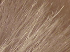 Canon IXUS 220 HS: multifunkční Karkulka