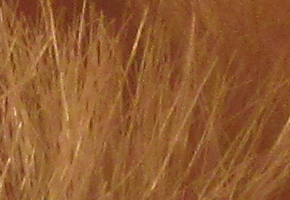 Canon PowerShot SX160 IS: více megapixelů i zoomu