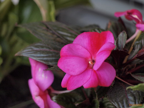 Olympus M.Zuiko Digital 40-150 mm F4-5,6 + nová R verze