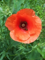 Kodak EasyShare DX7440: Elegantní a šikovný