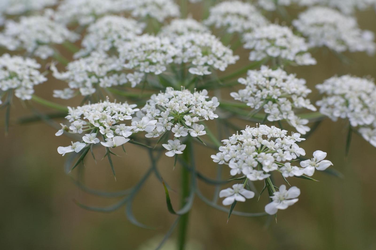 Minolta MD Rokkor 45mm F2.0 (MD)