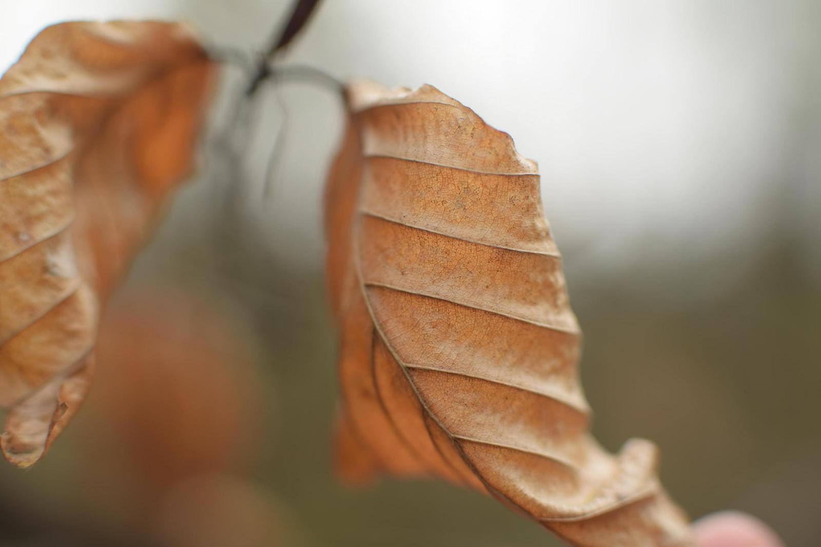 Nikon AF-S DX NIKKOR 35mm f/1.8G