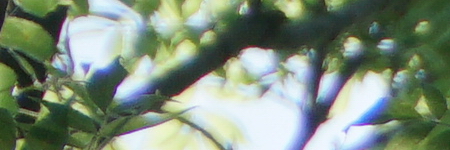 Sony E PZ 18-105mm F4 G OSS (SELP18105G)