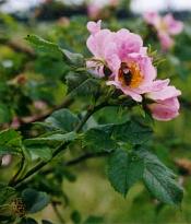 Úpravy digitální fotografie III: Úrovně