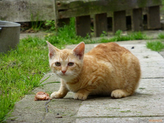 Panasonic Lumix TZ30: pokračovatel slavného rodu?