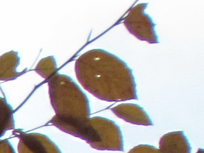 Canon PowerShot SX30 IS: sebevědomý rekordman