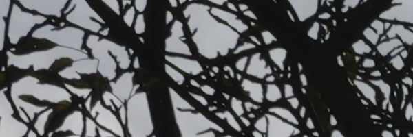 Panasonic Leica DG Vario-Elmarit 12-35mm / F2.8 ASPH. / Power O.I.S