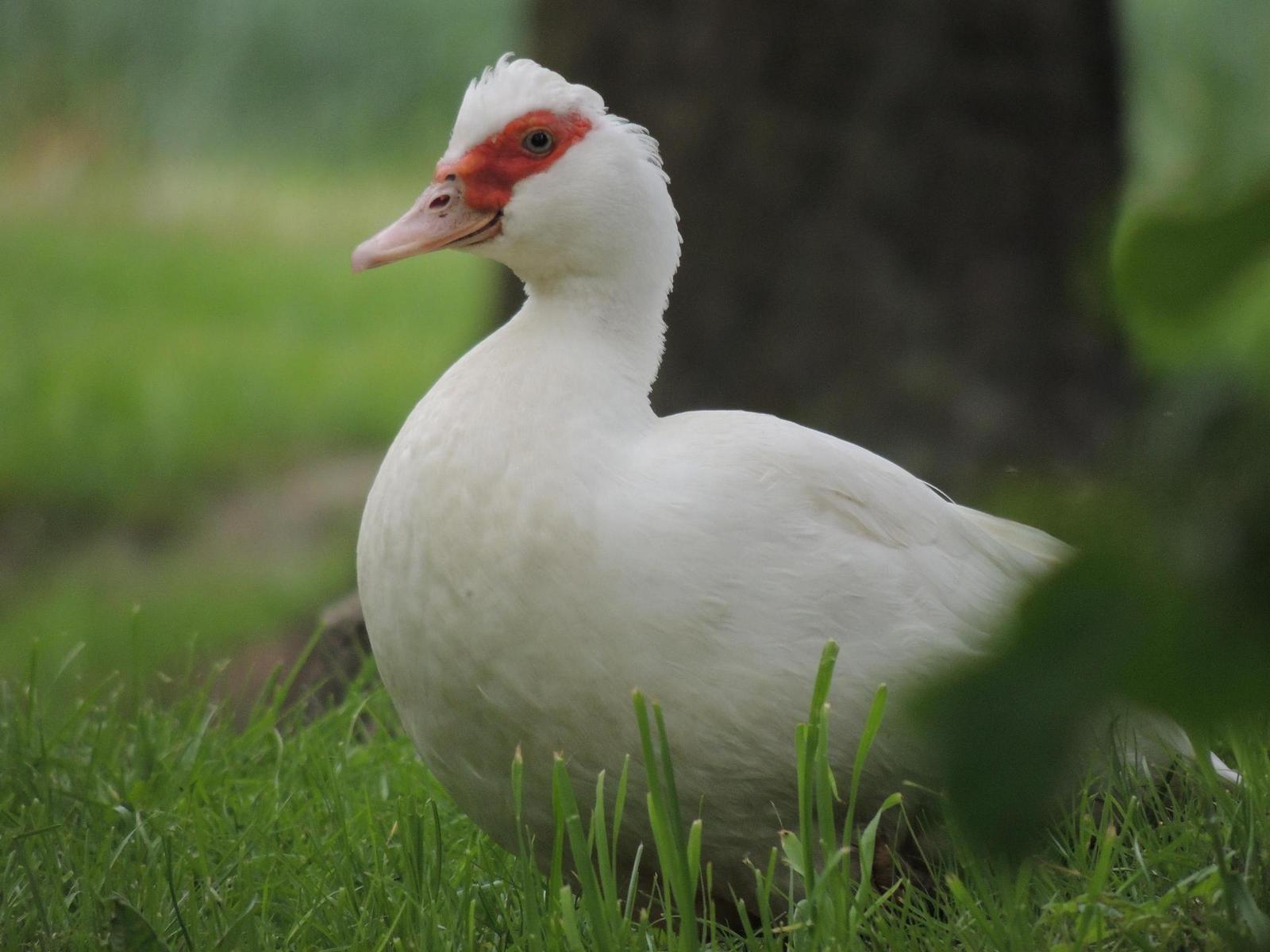 Nikon Coolpix P510: lovec rekordů