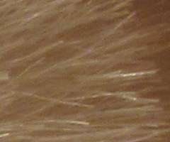 Canon PowerShot SX30 IS: sebevědomý rekordman