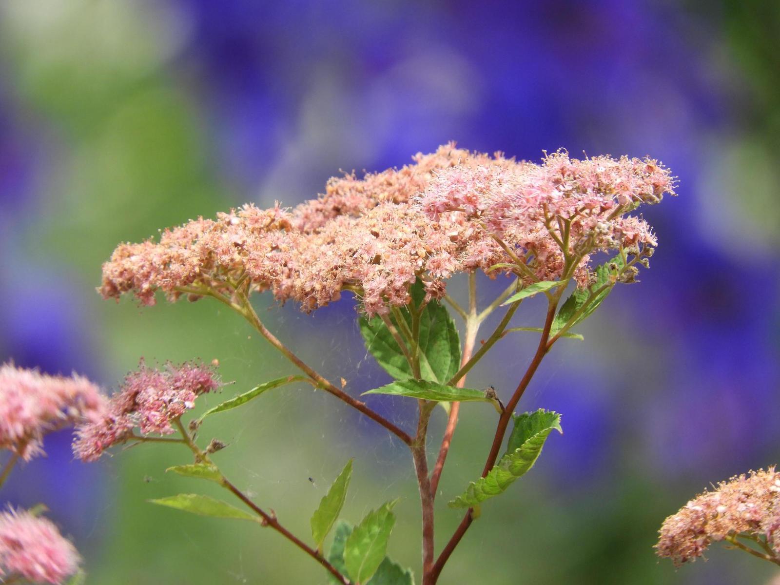 Nikon Coolpix B700: přírodovědec