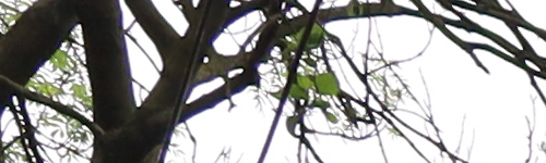 Canon RF 24-105mm f/4 L IS USM