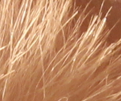 Canon EOS 550D: třídní premiant