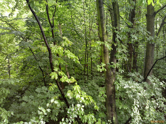 Nokia 808 PureView: mobilní zrcadlovkobijec