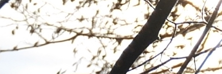 Panasonic Lumix G Vario 35-100mm F4-5.6 MEGA O.I.S.