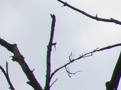 Canon PowerShot S90: malý zázrak