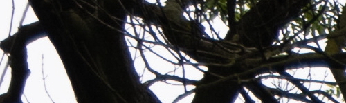 Canon RF 24-105mm f/4 L IS USM