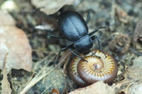 Tip Digimanie pro 50. týden roku 2005: Web Macrophotography.org