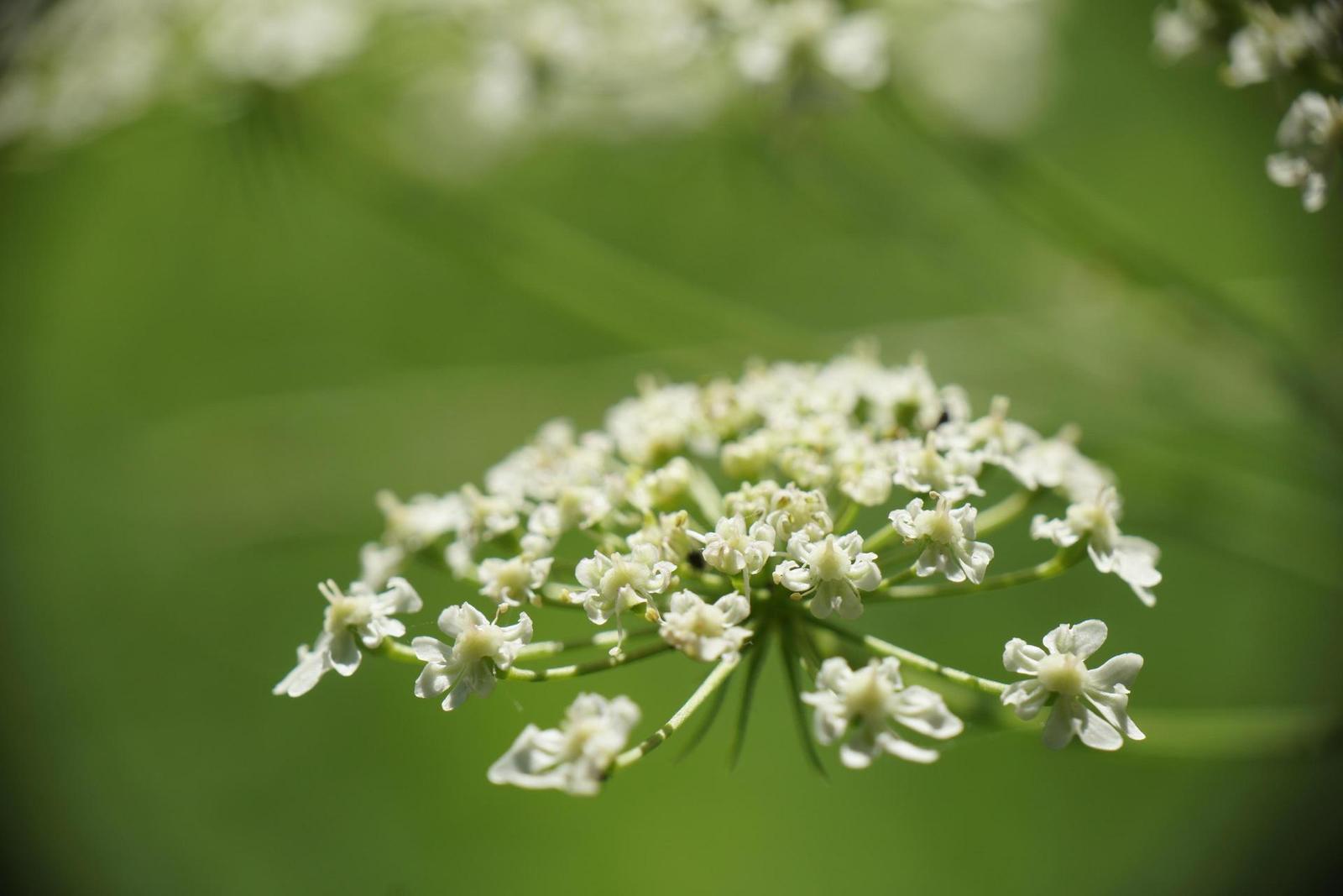 Sony Carl Zeiss Vario-Tessar T* 16-70mm F4 OSS (SEL1670Z)