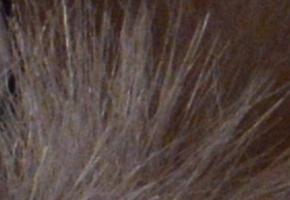 Nikon D600: vynikající vstup do světa full frame