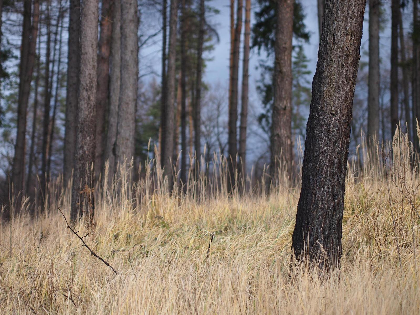 Olympus M.Zuiko Digital 45mm 1:1.8