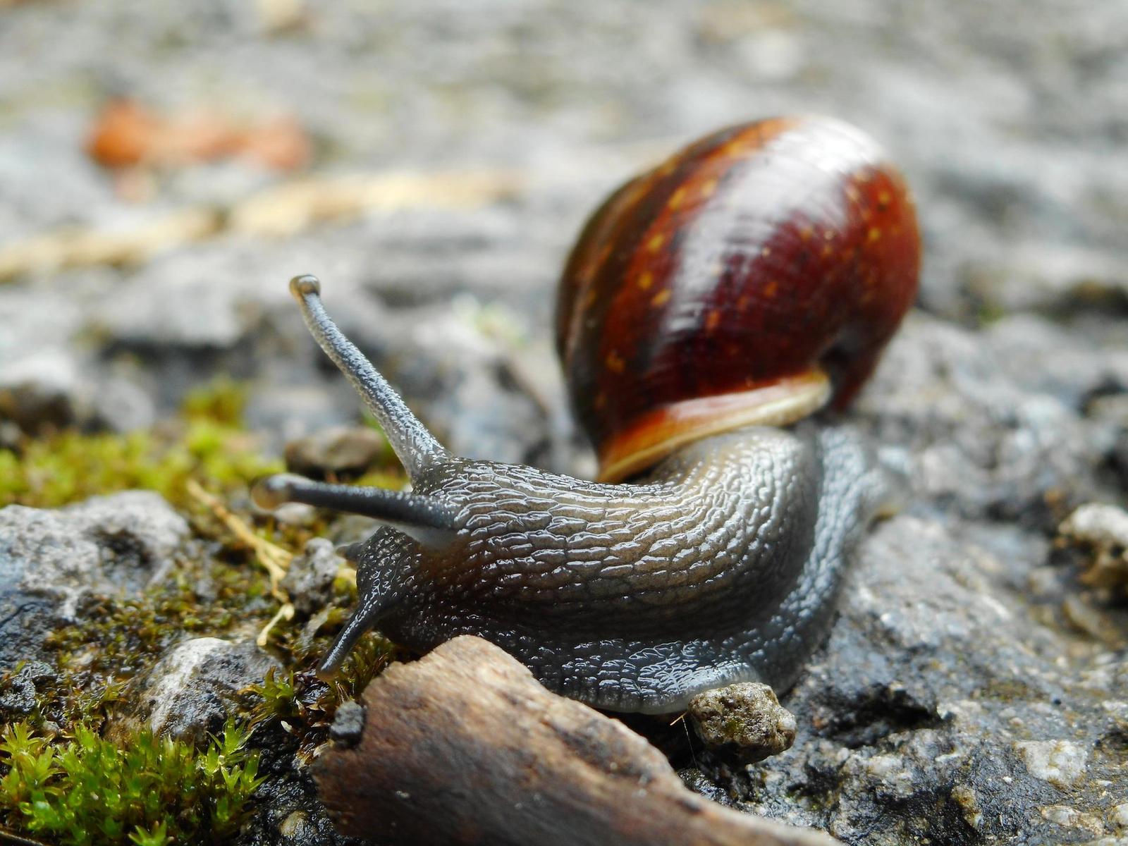 Nikon Coolpix A300: makrodrobek