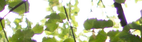 Canon EF 50mm f/1.4 USM