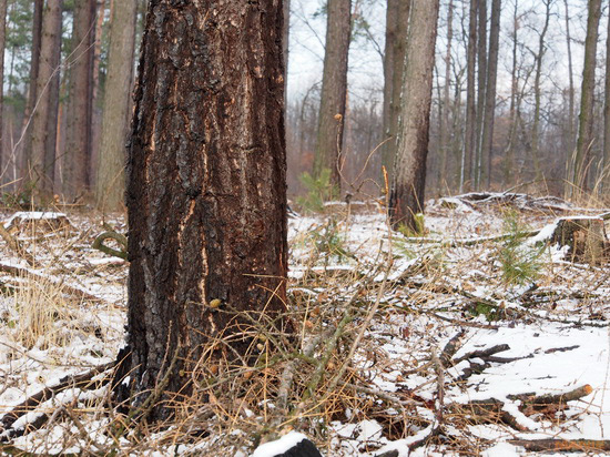 Olympus M.Zuiko Digital ED 12-50mm 1:3,5-6,3 EZ