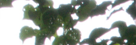 Nikon AF-S DX NIKKOR 55-200mm f/4-5.6G IF-ED VR