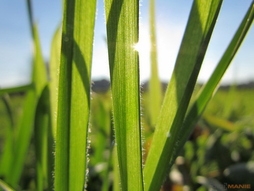 Canon PowerShot SX30 IS: sebevědomý rekordman