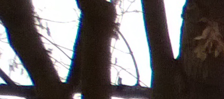 Nokia Lumia 1020 vs. 808 PureView