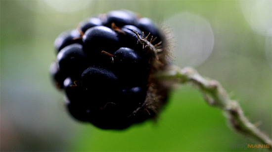 Canon EF-M 28mm f/3.5 Macro IS STM