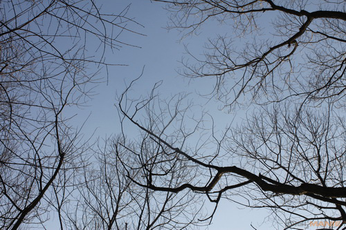 Canon EF 35mm f/1.4L USM