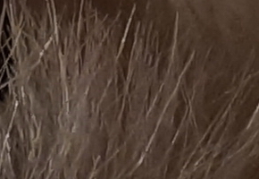 Sony SLT-A77: megapixelový přeborník