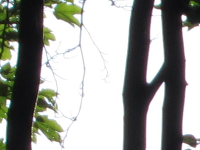 Canon IXUS 300 HS: superstylovka i pro náročné