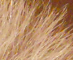 Nikon Coolpix S3000: kapesní trpaslík