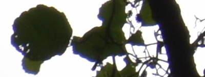 Tamron 16-300mm f/3.5-6.3 Di II VC PZD Macro