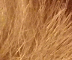 Samsung NX100: "zrcadlovka" do kapsy