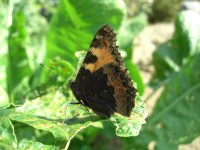 Acer CR-8350: Kompaktních 8 Mega