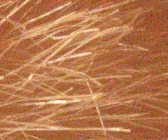 Canon EOS 500D: povedený pokračovatel rodu