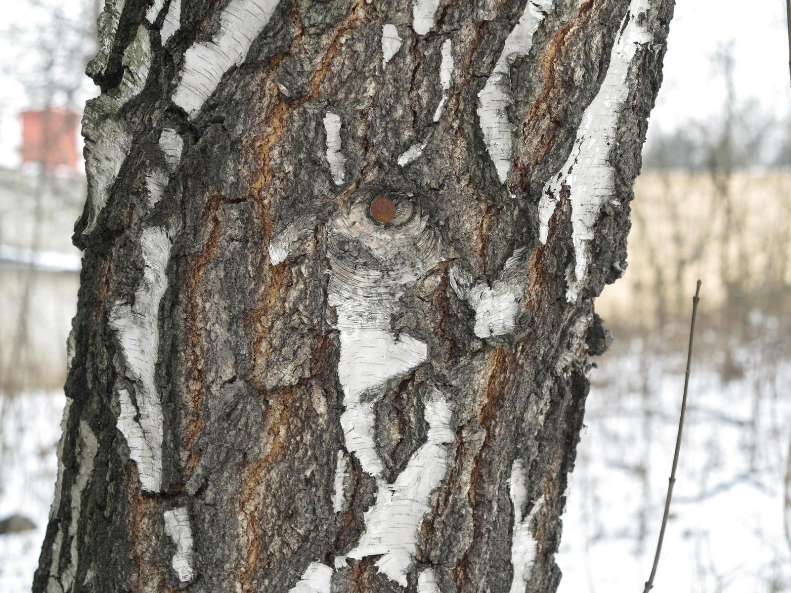 Canon PowerShot G1 X: vnitřní revoluce