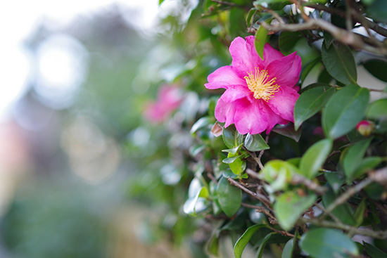 Ukázkové snímky Pentaxu z připravované full frame DSLR